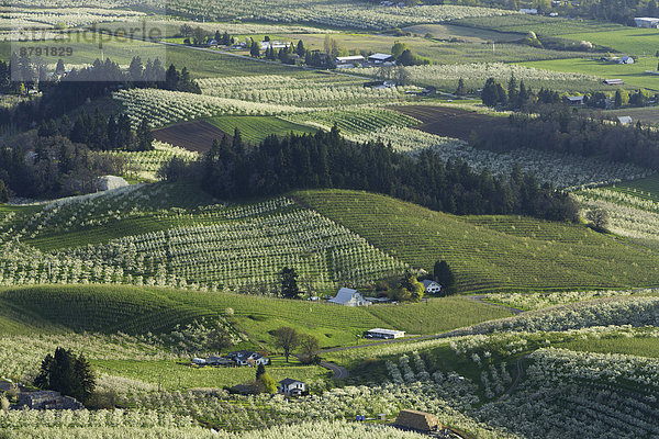 Birnbaum  Kirschbaum  Kirsche  Vereinigte Staaten von Amerika  USA  Amerika  Blume  blühen  Baum  Landwirtschaft  Bauernhof  Hof  Höfe  Kirsche  Blüte  Scheune  Sonnenlicht  Obstgarten  Birne  Apfel  Apfelbaum  Hood River  Oregon