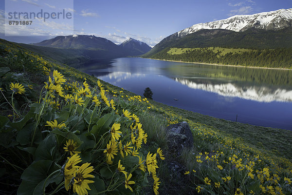 Vereinigte Staaten von Amerika  USA  Gebirge  Wasser  Berg  Amerika  Blume  Sonnenaufgang  See  Wildblume  Moräne  Gebirgszug  Oregon  Wallowa