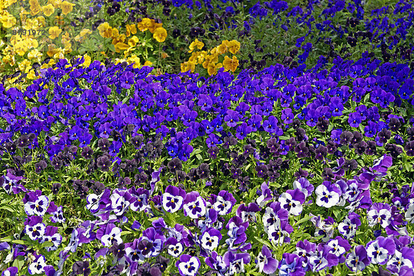 Veilchen  viola  Detail  Details  Ausschnitt  Ausschnitte  Sehenswürdigkeit  Europa  Blume  Pflanze  Garten  Trentino Südtirol  Italien  Tourismus