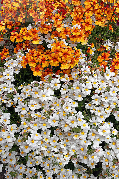 Detail  Details  Ausschnitt  Ausschnitte  Muster  Trentino Südtirol  Europa  Blume  Pflanze  blühen  Italien  Schnittmuster