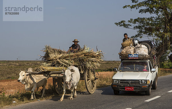 Hausrind  Hausrinder  Kuh  Mensch  Menschen  Transport  Landwirtschaft  Fernverkehrsstraße  bunt  Lastkraftwagen  Myanmar  Asien  Mon