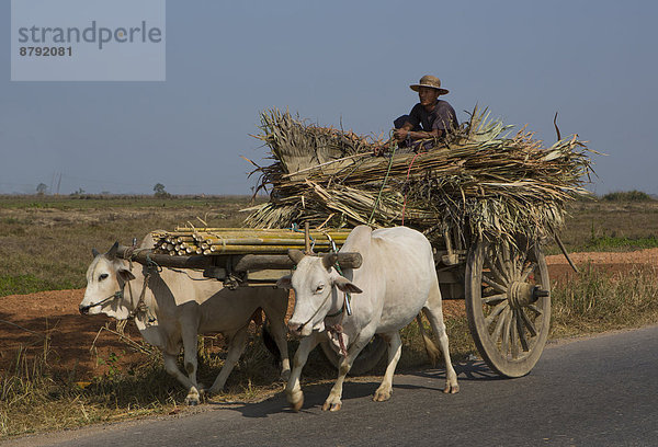 Hausrind  Hausrinder  Kuh  Mensch  Menschen  Transport  Landwirtschaft  Fernverkehrsstraße  bunt  Lastkraftwagen  Myanmar  Asien  Mon
