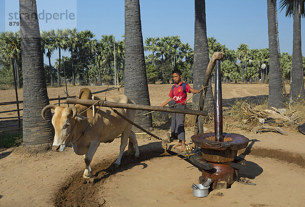 Hausrind  Hausrinder  Kuh  Tradition  arbeiten  Landwirtschaft  Reise  Tourismus  Erdnuss  Myanmar  Asien  Kuh  schleifen  schleifend  schleift