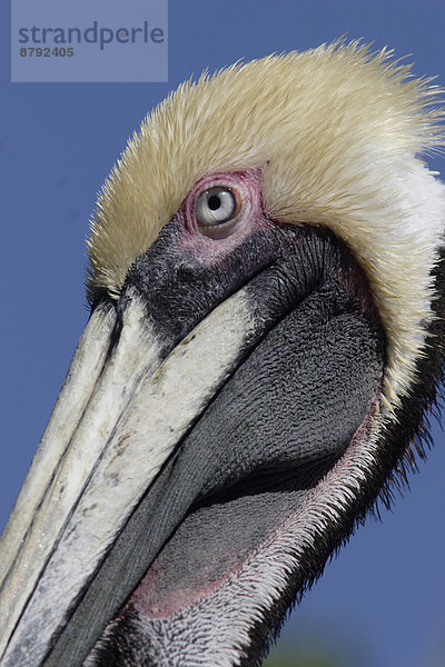 Wasservogel  Schnabel  Portrait  Natur  Close-up  close-ups  close up  close ups  Pelikan  braun
