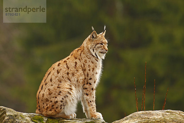 europäisch  Säugetier  Natur  Tier  Luchs  lynx lynx  Raubtier