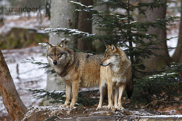 Grauwolf Canis lupus pambasileus Wolf Canis lupus Säugetier Natur Wirbeltier Raubtier