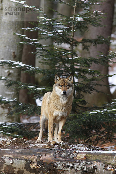 Grauwolf Canis lupus pambasileus Wolf Canis lupus Säugetier Natur Wirbeltier Raubtier