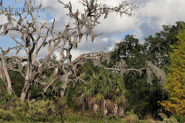 Vereinigte Staaten von Amerika USA Naturschutzgebiet Amerika Wald Natur Holz Nordamerika Florida Marschland