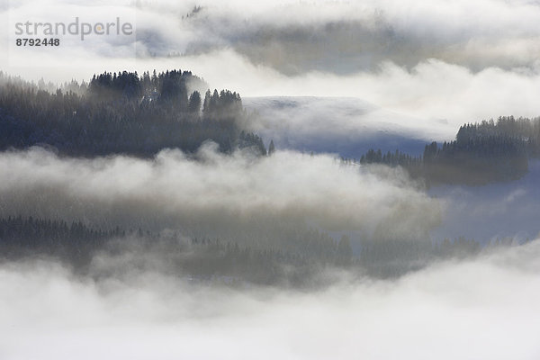 Kälte Muster Europa Schneedecke Winter Baum Schnee Wald weiß Nebel Holz Fichte Tanne Schnittmuster schweizerisch Schweiz Nebelmeer Nebelfelder