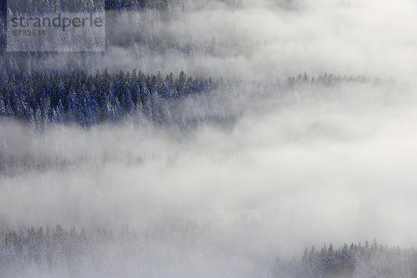 Kälte Muster Europa Schneedecke Winter Baum Schnee Wald weiß Nebel Holz Fichte Tanne Schnittmuster schweizerisch Schweiz Nebelmeer Nebelfelder