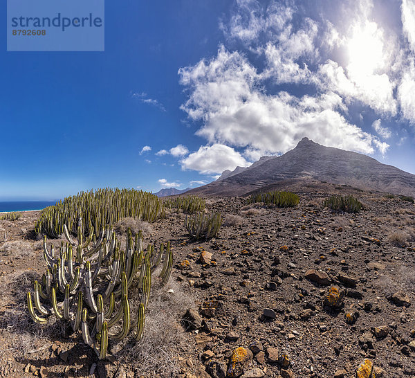 Europa  Sommer  Landschaft  Hügel  Kanaren  Kanarische Inseln  Kaktus  Fuerteventura  Morro Jable  Spanien