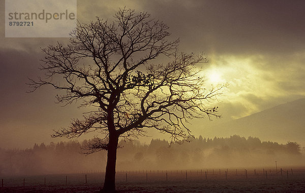 Europa  Baum  Natur  Nebel  Ast  Herbst  binden  Bayern  Deutschland  Stimmung  Jahreszeit  Sonne  Oberbayern