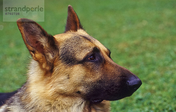 Portrait  Tier  Haustier  Hund  Bobtail