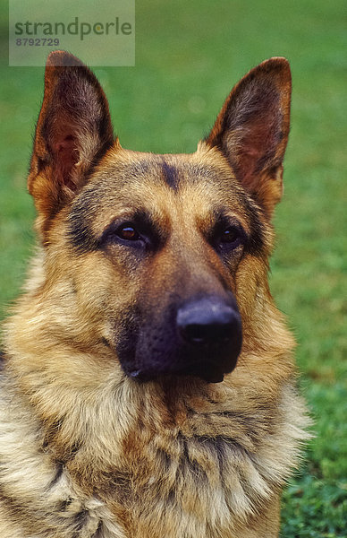 Portrait  Tier  Haustier  Hund  Bobtail