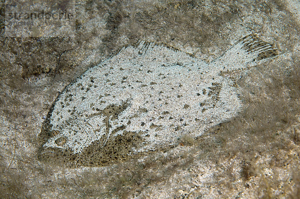 Schwarzmeer-Steinbutt (Scophthalmus maeoticus)  Schwarzes Meer  Krim  Russland