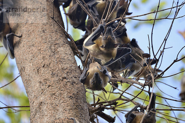 Palmenflughunde (Eidolon helvum)  Kasanka-Nationalpark  Sambia