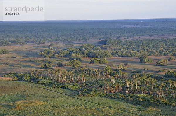 Mushitu-Wald  Kasanka-Nationalpark  Sambia