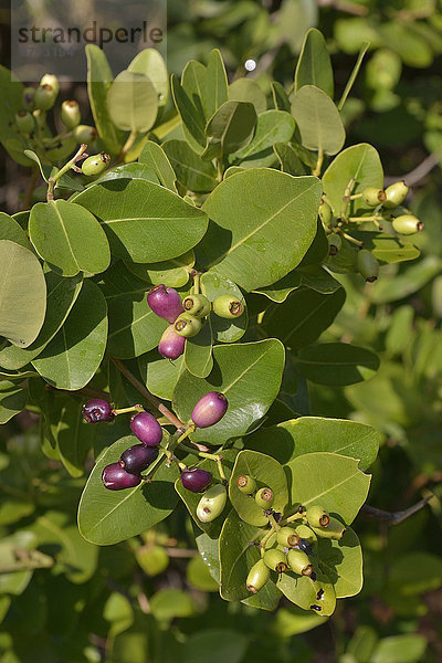 Wasserbeeren (Syzygium cordatum)  Früchte  Kasanka-Nationalpark  Sambia