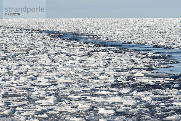 Eisschollen  Packeis  Packeisgrenze  Arktischer Ozean  Insel Spitzbergen  Inselgruppe Spitzbergen  Svalbard und Jan Mayen  Norwegen