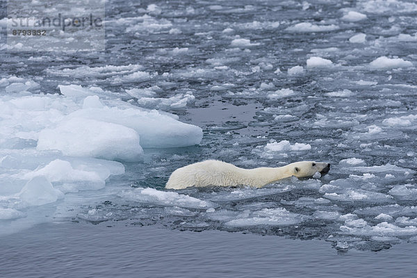 Eisbär Ursus maritimus Eis Norwegen schwimmen Spitzbergen