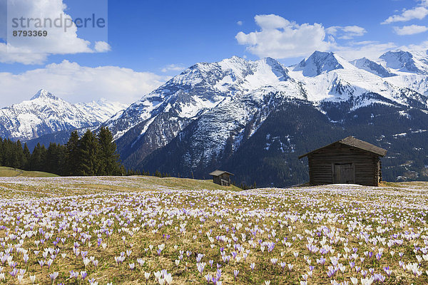 Krokuswiese im Gebirge  Zillertal  Tirol  Östereich
