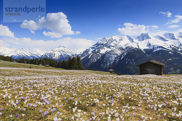 Krokuswiese im Gebirge  Zillertal  Tirol  Österreich