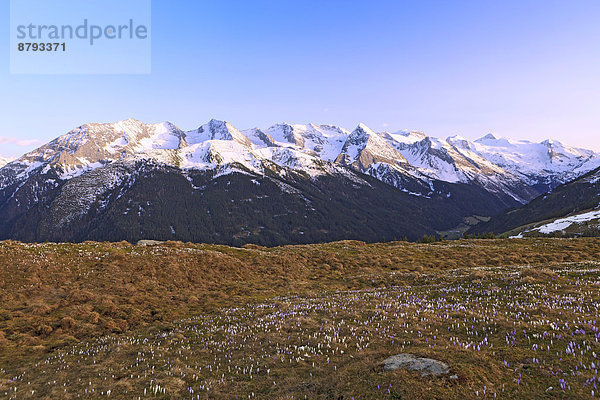 Krokuswiese im Hochgebirge  Zillertal  Tirol  Österreich