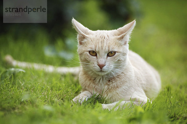 Hellrot getigerter Kater liegt auf Rasen  Deutschland