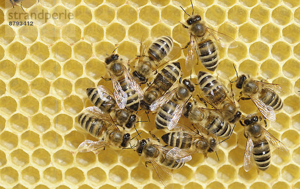 Honigbienen (Apis mellifera) auf frisch ausgebauter Wabe