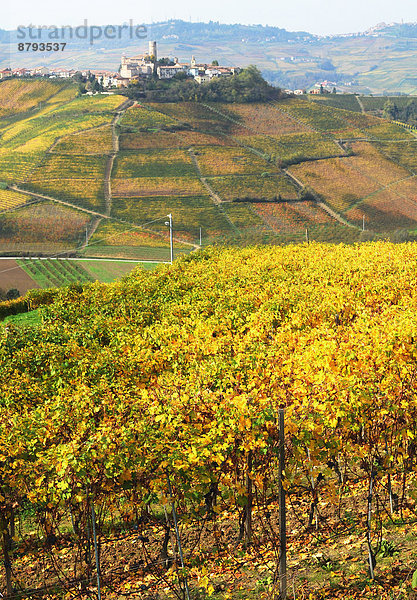 Wein Hügel Dorf Italien Langhe Piemont