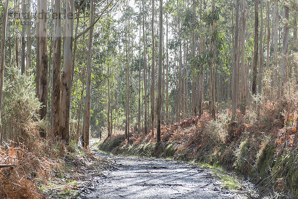 Wald mit Blauen Eukalyptus-Bäumen  auch Gewöhnlicher Eukalyptus oder Tasmanischer Blaugummibaum (Eucalyptus globulus)  Galicien  Spanien