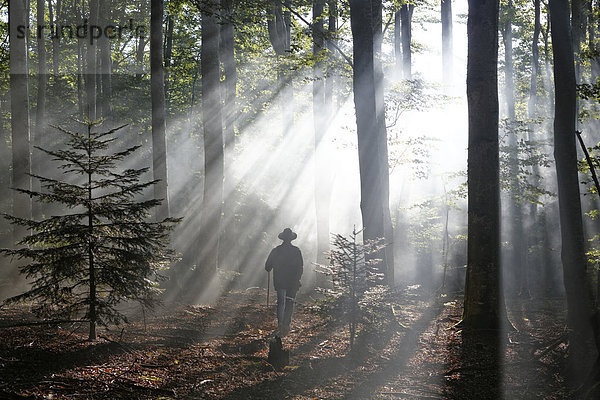 Wanderer  Sonnenstrahlen durchdringen den Morgennebel im Wald von Boisgrand  Regionaler Naturpark Livradois-Forez  Département Puy-de-Dôme  Auvergne  Frankreich