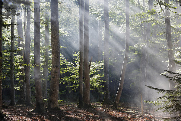 Sonnenstrahlen durchdringen den Morgennebel im Wald von Boisgrand  Regionaler Naturpark Livradois-Forez  Département Puy-de-Dôme  Auvergne  Frankreich