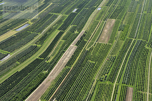 Obstplantage  Luftbild  Altes Land  Jork  Niedersachsen  Deutschland