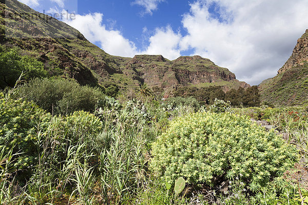 Die Schlucht Barranco de Guayadeque  Gran Canaria  Kanarische Inseln  Spanien