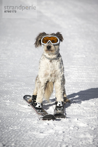 Ein Hund mit Schneebrille fährt Ski  Italien