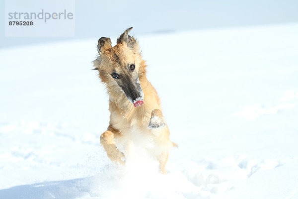 Silken Windsprite Windhund rennt im Schnee  Portrait
