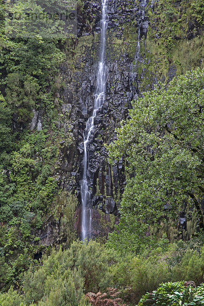 Cascata do Risco oder Risco-Wasserfall  im Lorbeerwald Laurisilva  UNESCO-Weltnaturerbe  bei Rabacal  Madeira  Portugal