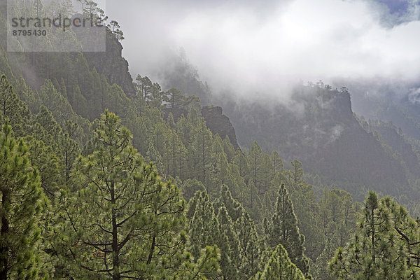 Bewaldete Hügel  Nationalpark Caldera de Taburiente  La Palma  Kanarische Inseln  Spanien Caldera de Taburiente Nationalpark