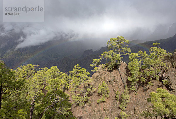 Bewaldete Hügel  Nationalpark Caldera de Taburiente  La Palma  Kanarische Inseln  Spanien Caldera de Taburiente Nationalpark