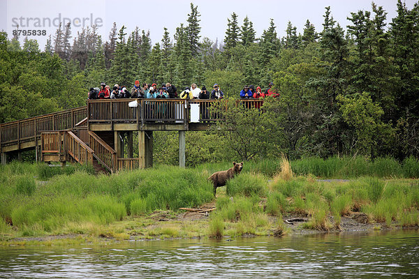 Touristen auf Plattform beobachten Grizzlybär (Ursus arctos horribilis)  Brooks River  Alaska  USA