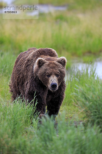 Grizzlybär (Ursus arctos horribilis)  adult  Männchen  Brooks River  Katmai-Nationalpark  Alaska  USA