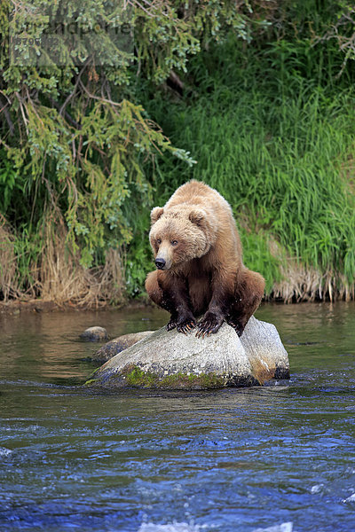 Grizzlybär (Ursus arctos horribilis)  adult  sitzt auf Fels im Wasser  Brooks River  Katmai-Nationalpark  Alaska  USA