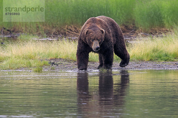 Grizzlybär (Ursus arctos horribilis)  adult  am Wasser auf Nahrungssuche  Brooks River  Katmai-Nationalpark  Alaska  USA