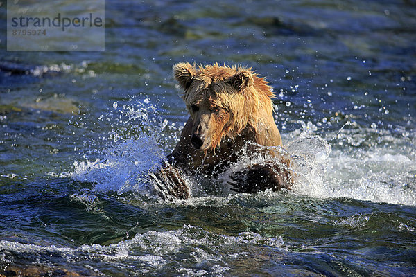 Grizzlybär (Ursus arctos horribilis)  adult  jagt im Wasser  Brooks River  Katmai-Nationalpark  Alaska  USA
