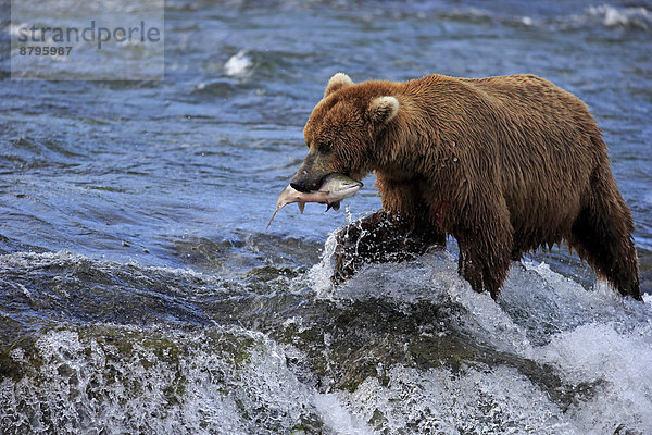 Grizzlybär (Ursus arctos horribilis)  adult  im Wasser mit erbeutetem Lachs  Brooks River  Katmai-Nationalpark  Alaska  USA