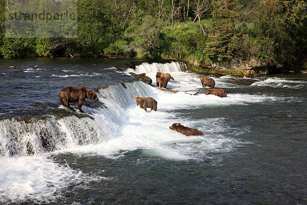 Grizzlybär (Ursus arctos horribilis)  Gruppe im Wasser auf Nahrungssuche  jagend  Brooks River  Katmai-Nationalpark  Alaska  USA