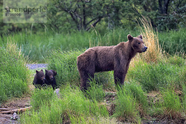 Grizzlybär (Ursus arctos horribilis)  adult  Muttertier und Jungtiere  am Wasser  Nahrungssuche  Brooks River  Katmai-Nationalpark  Alaska  USA