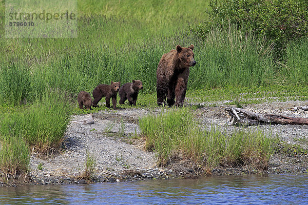 Grizzlybär (Ursus arctos horribilis)  Muttertier mit Jungtieren am Wasser auf Nahrungssuche  Brooks River  Katmai-Nationalpark  Alaska  USA