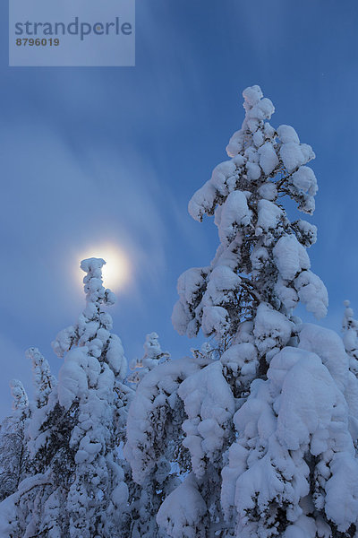 Verschneite Tannen  Kittilä  Finnland